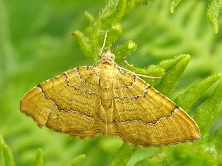 Réf. 233 258 : Camptogramma bilineata